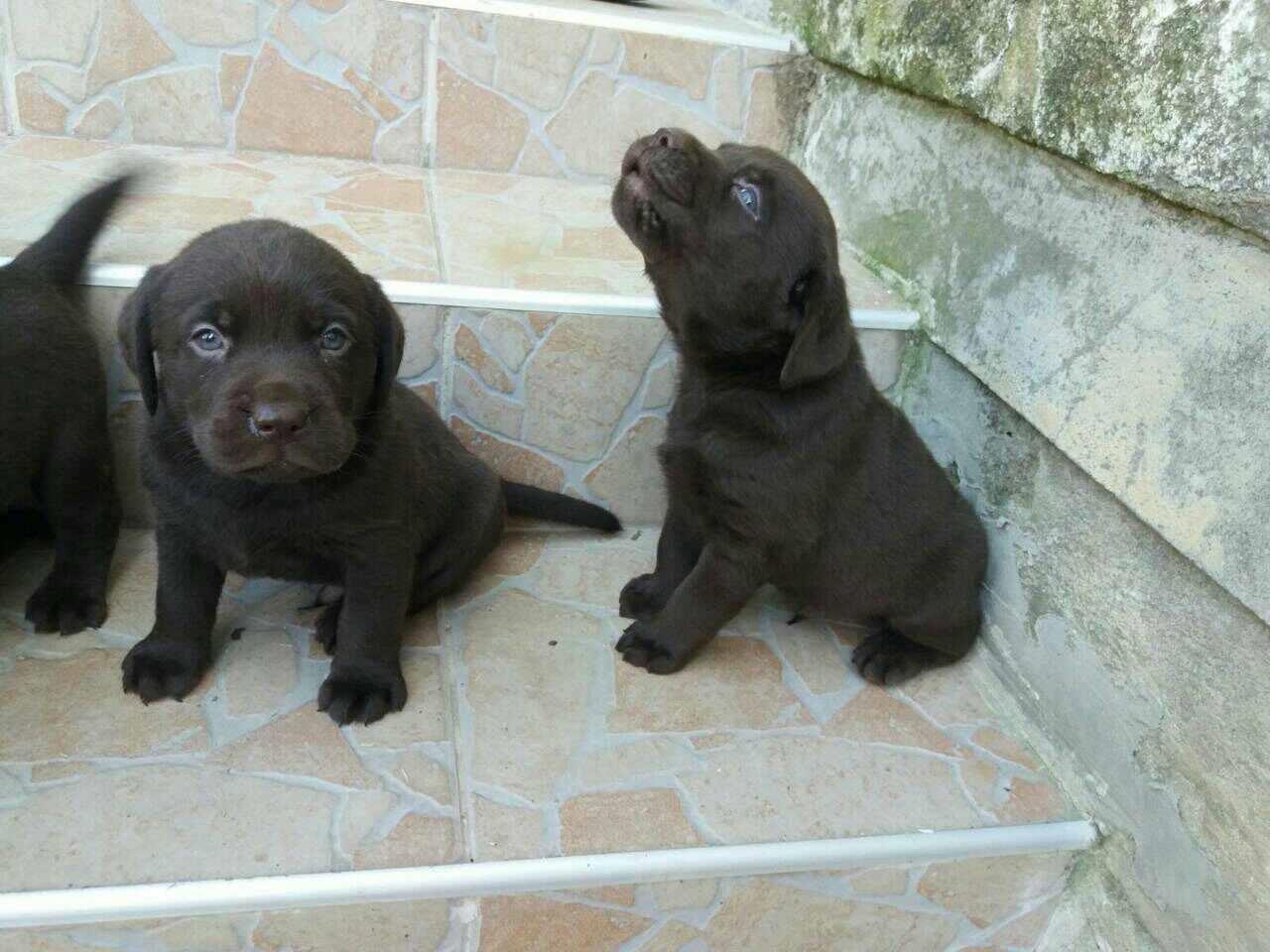 Labrador-stenad