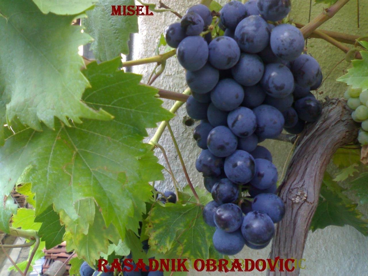 Sadnice-Vinove-Loze