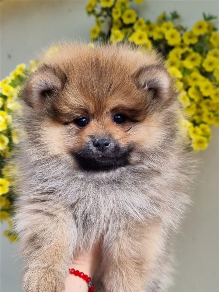 Boo-pomeranci