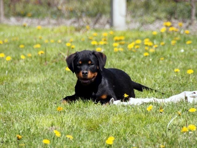 Rotweiler vrhunsko leglo 