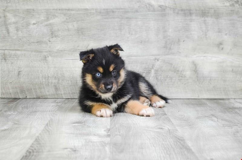 Igracno-Pomsky-kuce-