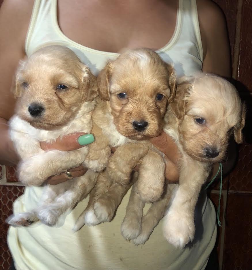 Pudla-Maltipoo