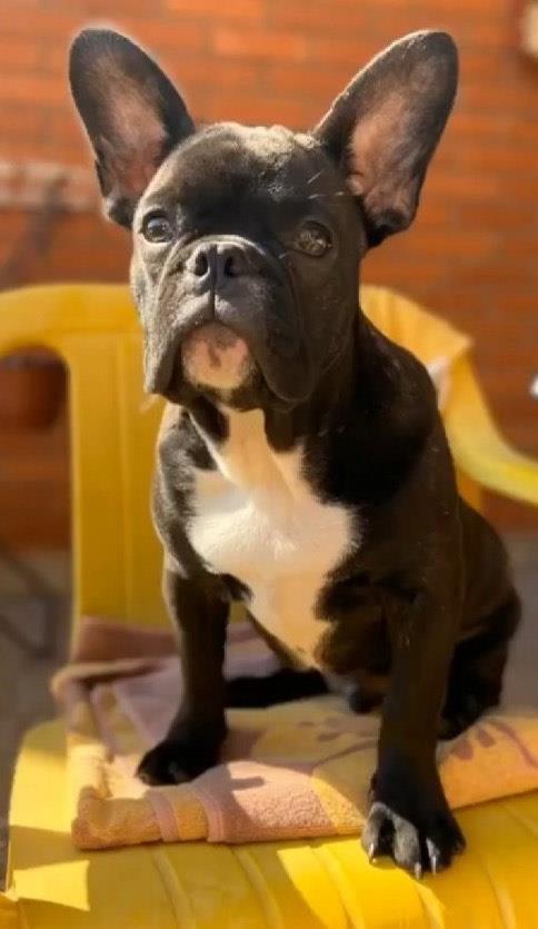 Francuski-buldog-štenci