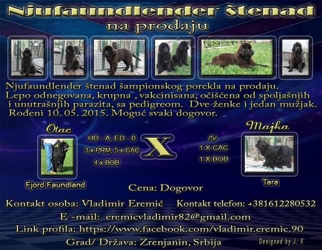 Njufaundlender štenad