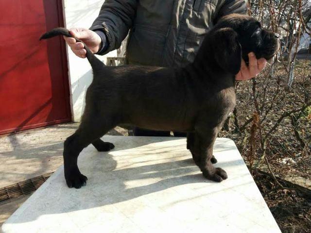 Cane-Corso