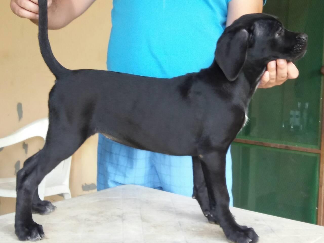 Cane-corso-stenci