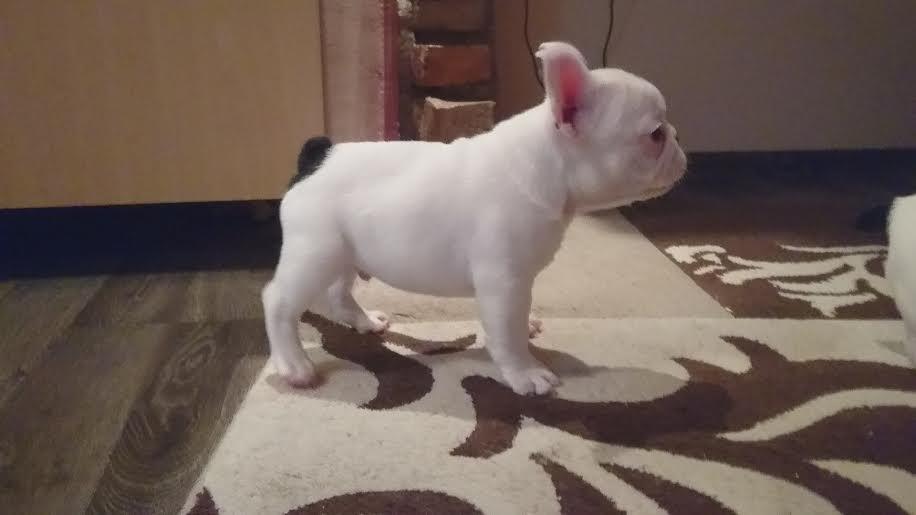 Francuski-Buldog