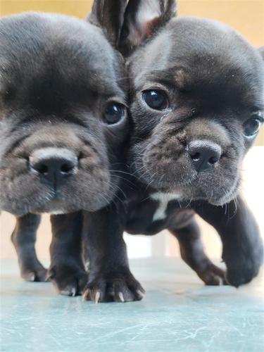 Francuski buldog 
