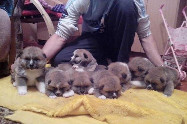 Akita inu stenci