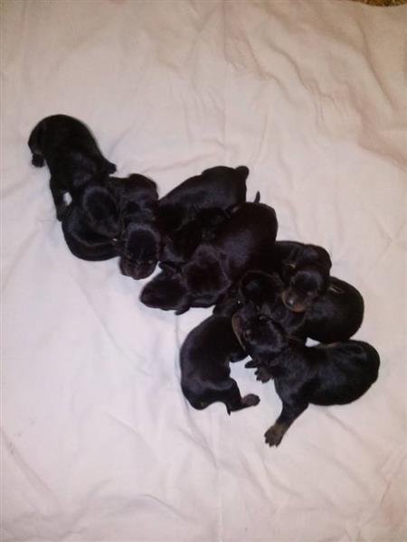 Doberman-stenci-