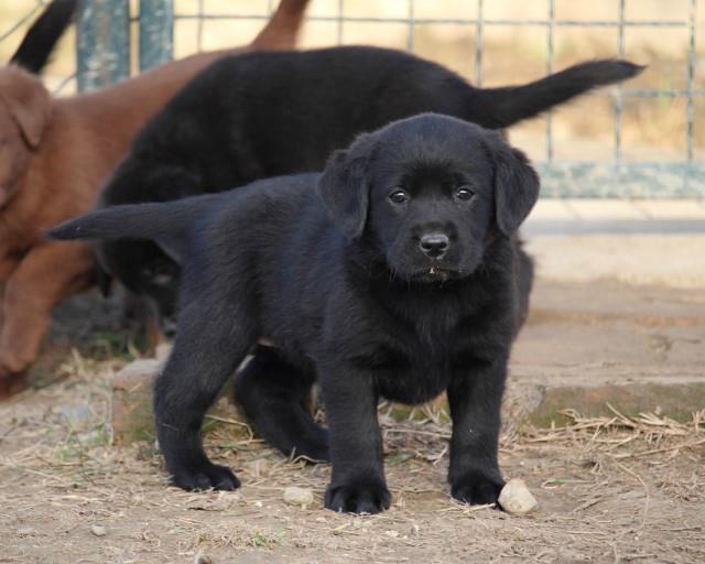 Labrador-stenci