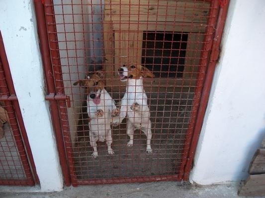 JACK-RUSSELL-TERRIER