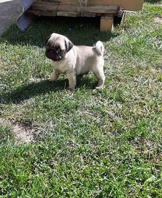 Mops stenci