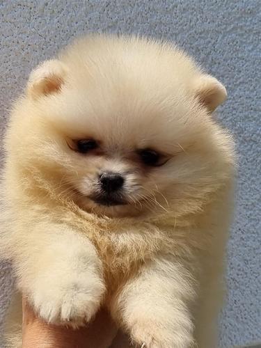 Boo pomeranci