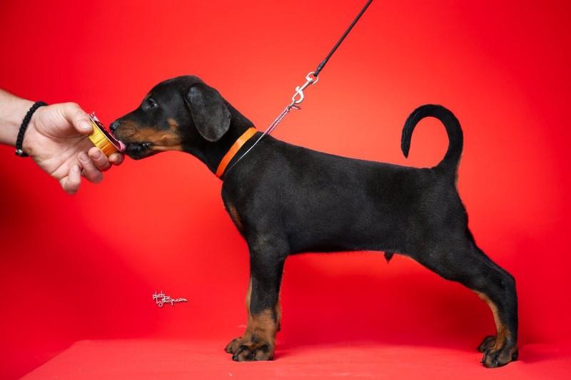 Doberman--stenad-na-prodaju