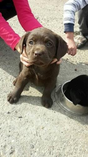 Labrador, stenci