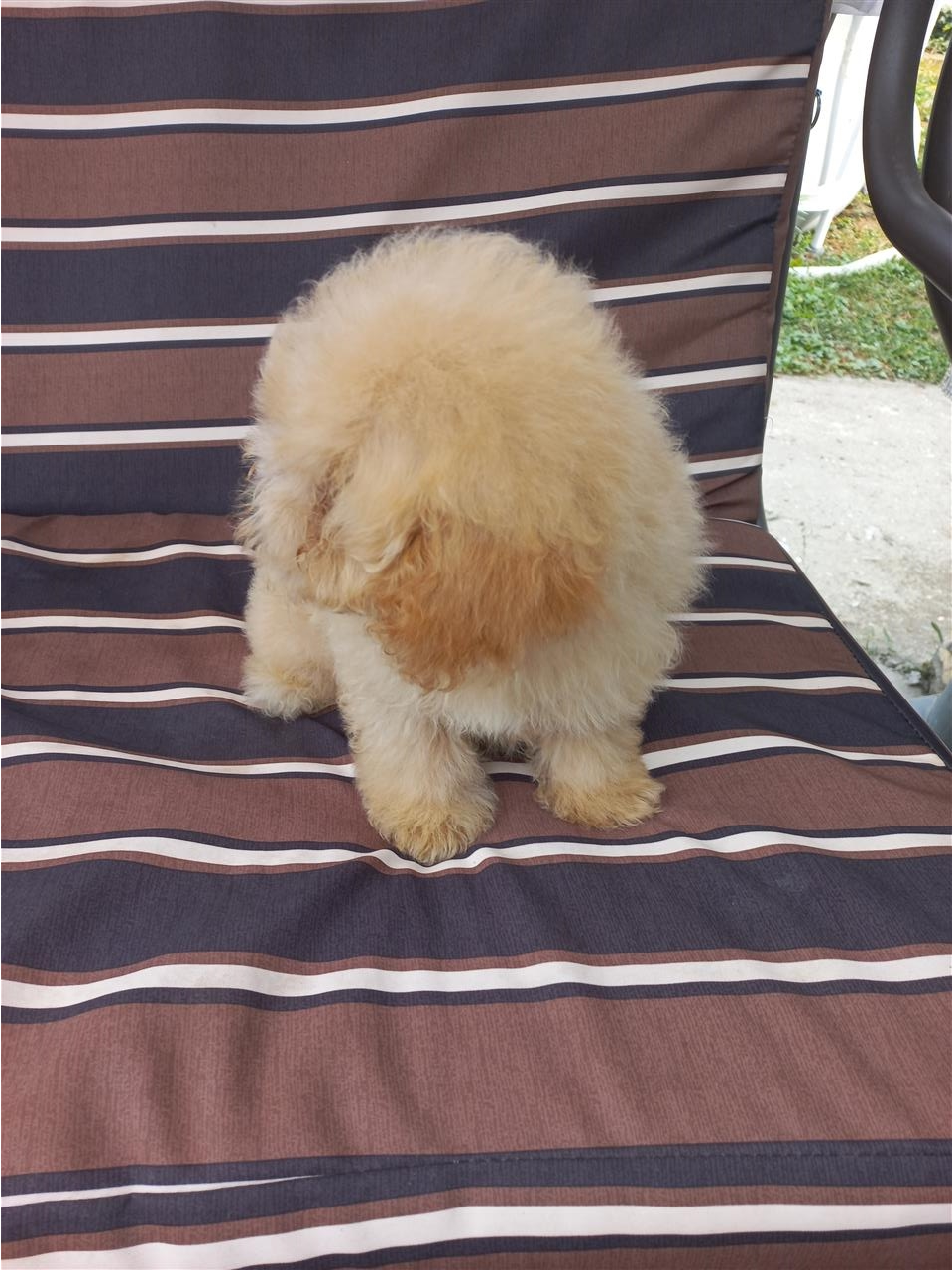 Maltipoo