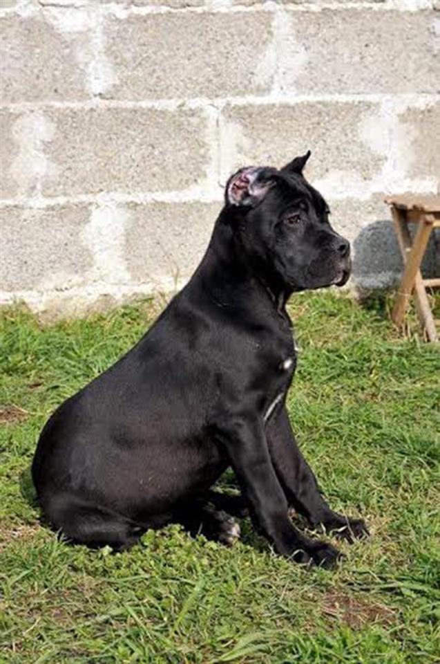 Cane-Corso-štenad