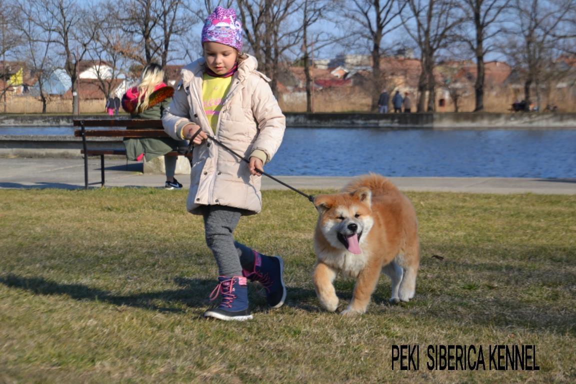 Akita-inu-stenci-