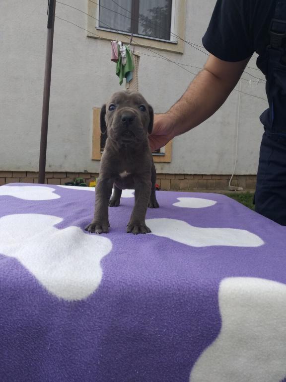 Cane-corso-stenci