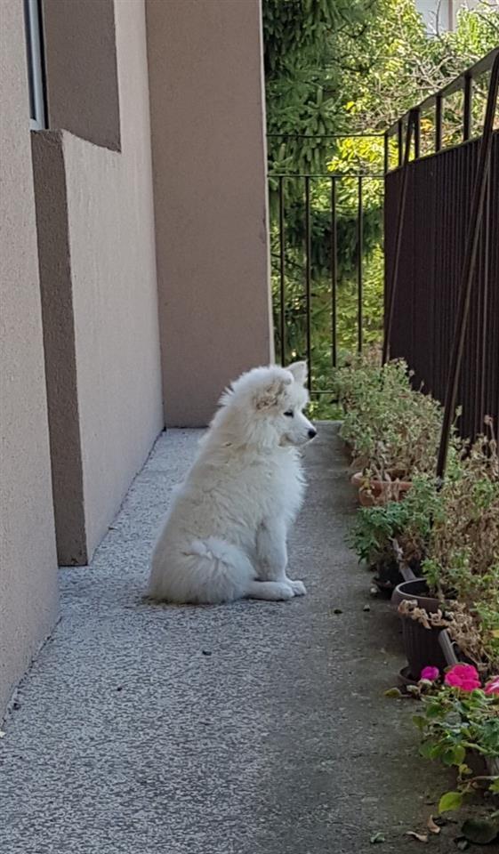 Sibirski-samojed-štenci