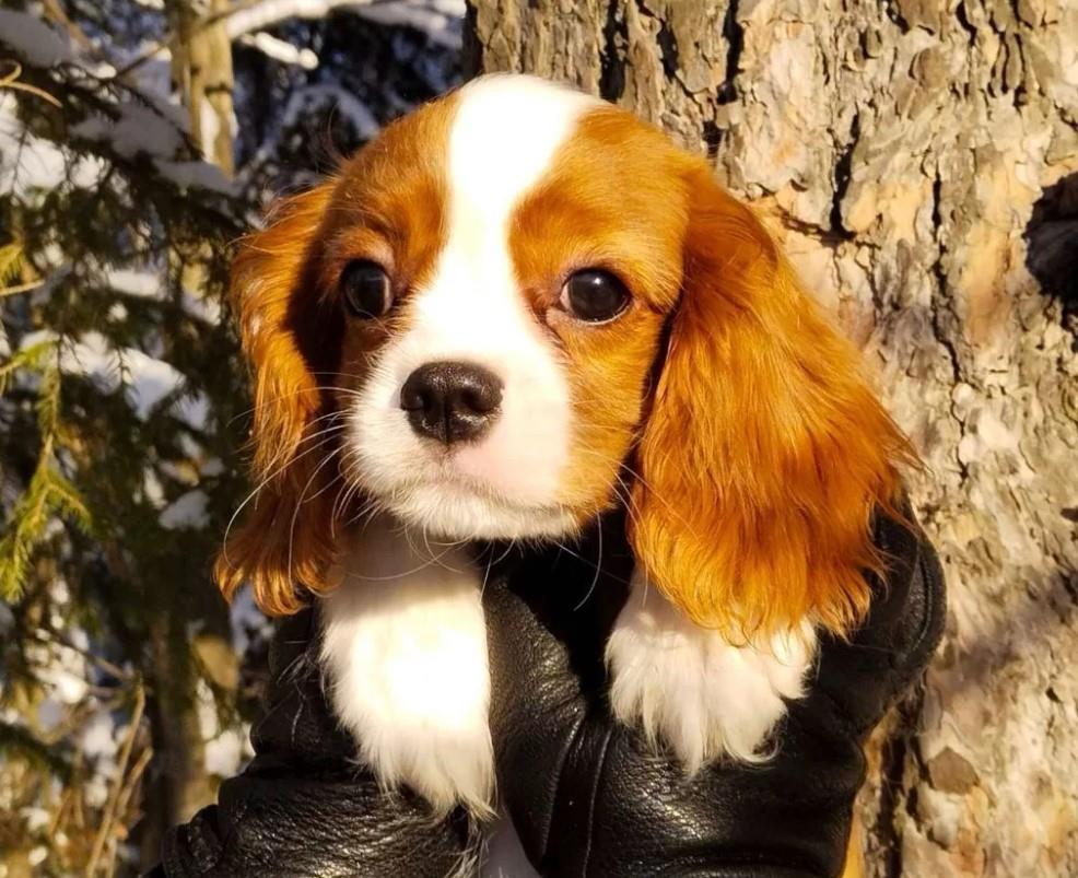 Kavalirski-Spanijel-i-Springer-Spanijel