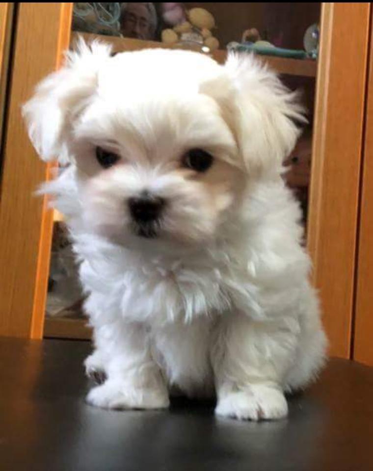 Maltezer