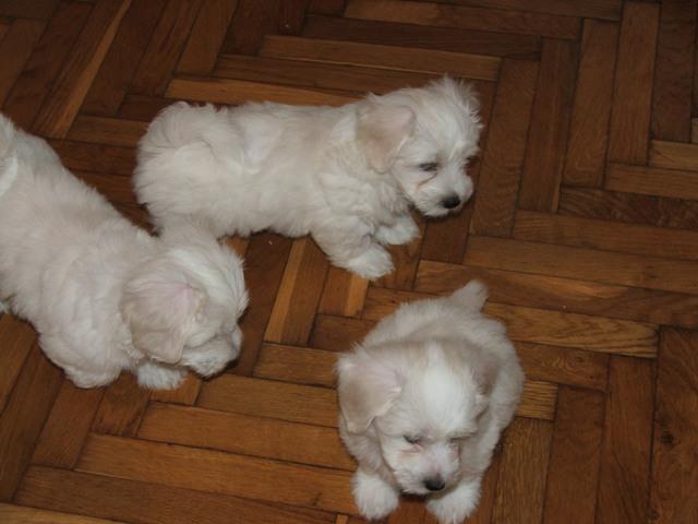 COTON-de-TULEAR
