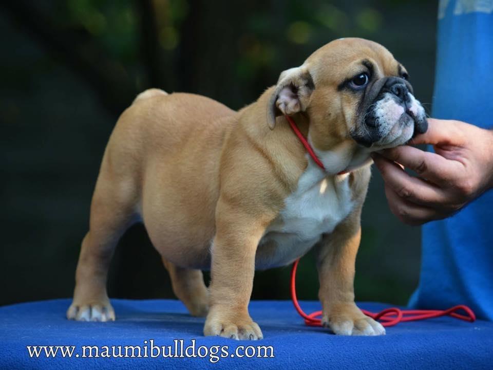 Engleski-Buldog
