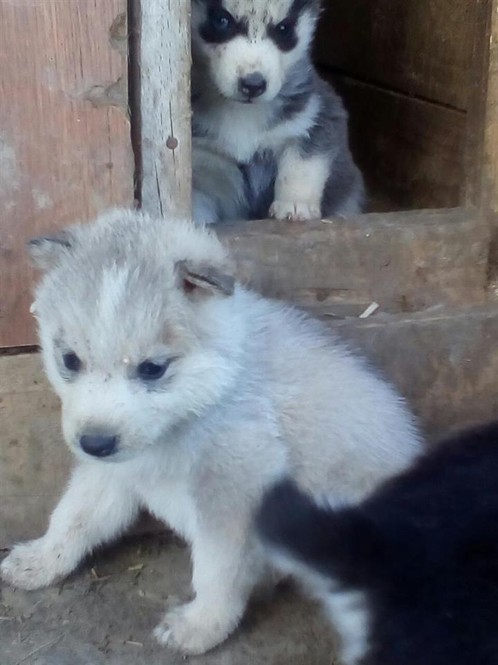 Prodaja-stenaca-sibirski-haski