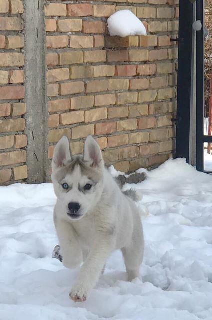 Sibirski-Haski-