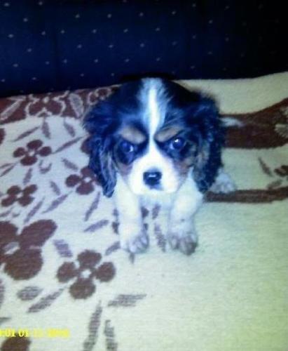 Kavalier Princa Carlsa Spaniel 