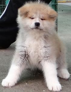 Akita-inu-stenci