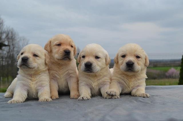 Labrador-retriver-
