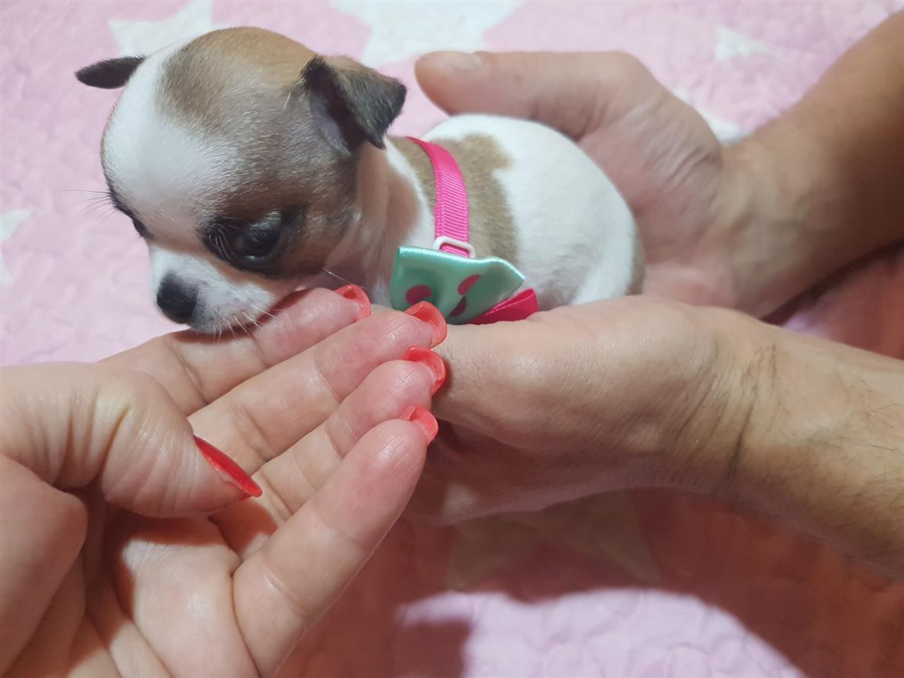 Mini-Čivave