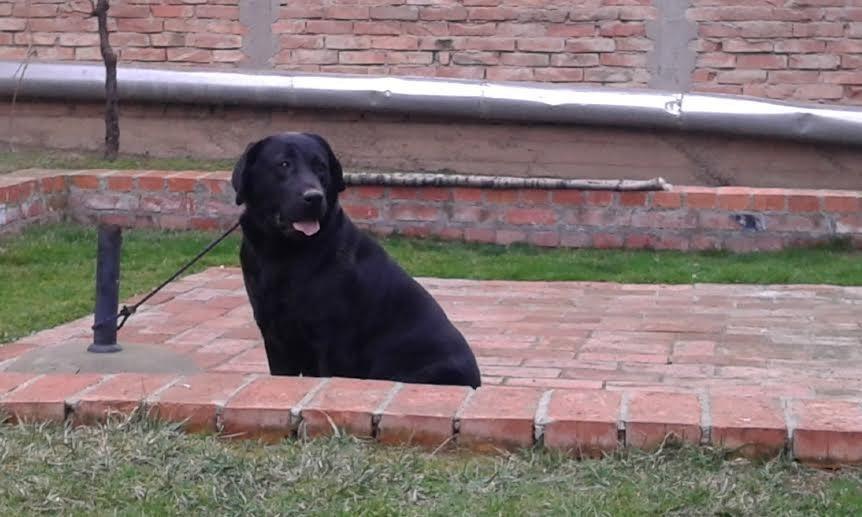 Labrador-štenci-