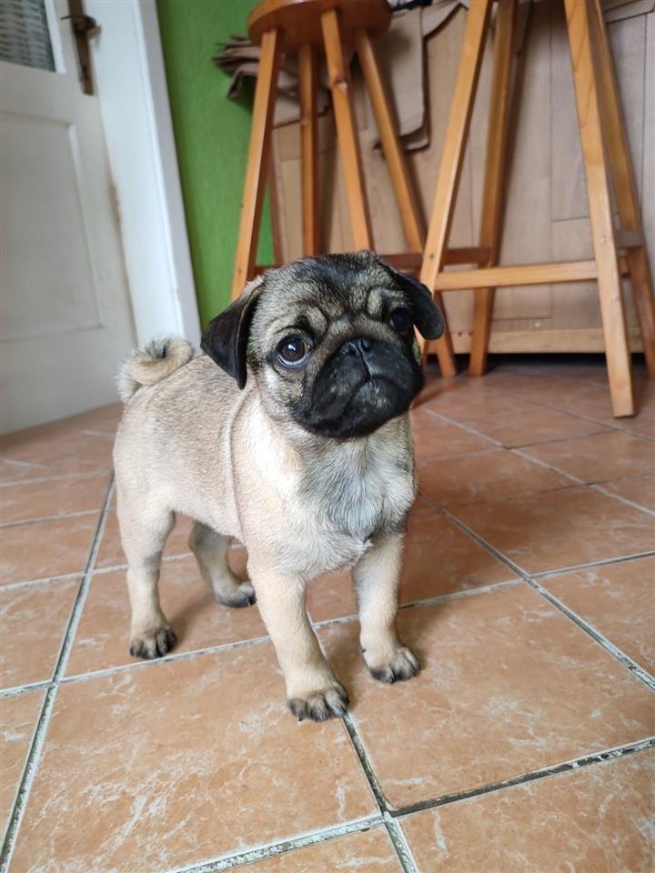 Mops-