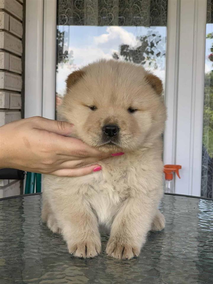 Chow-Chow-muzjaci-