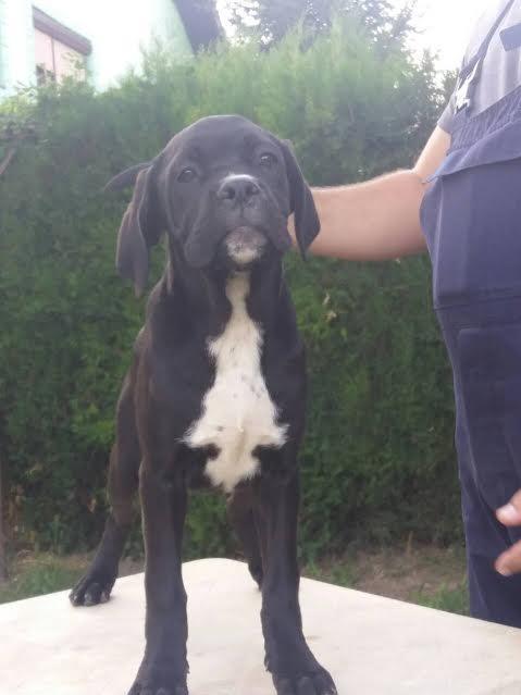 Cane-corso-stenci