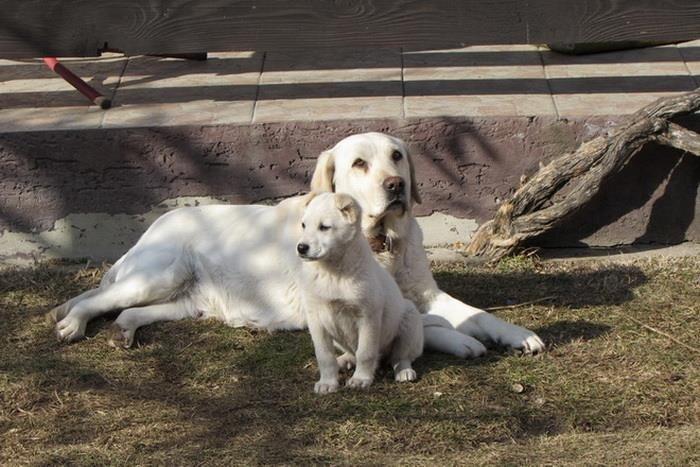 Labrador-retriver-stenad