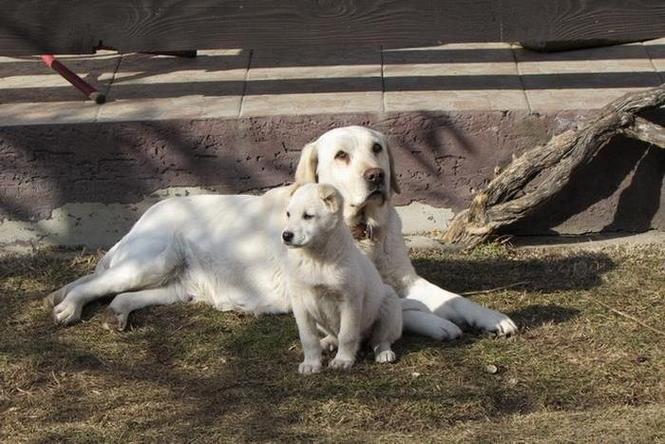 Labrador retriver stenad