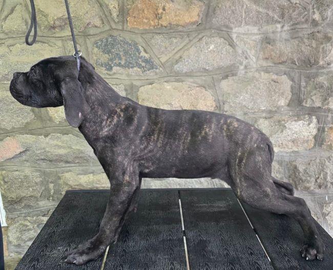 Cane-Corso-štenci