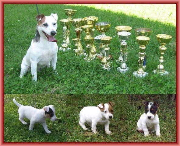 Jack-russell-terrier-stenci-