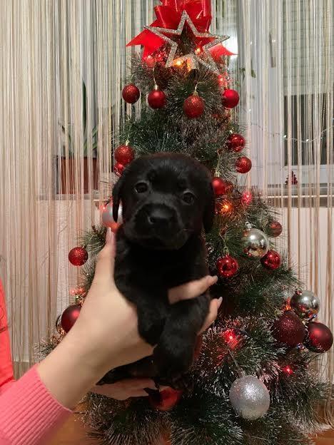 Štenci-labrador-retrivera-