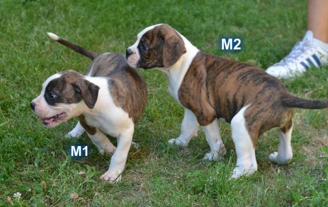 Americki-buldog-stenad