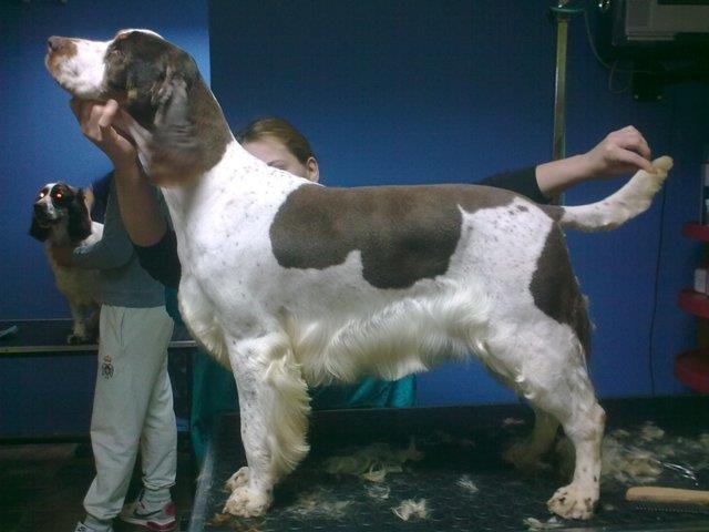 Springer Spanijel, zenka