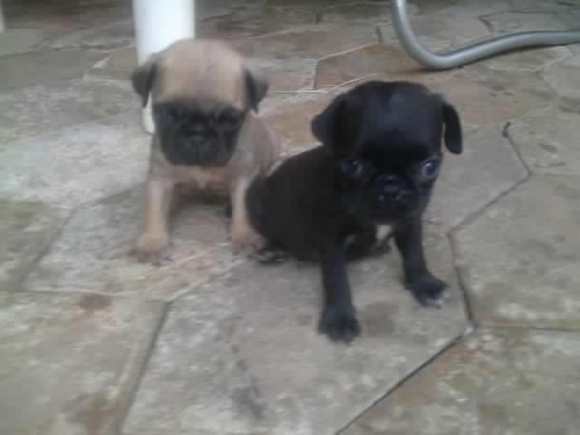 Mops