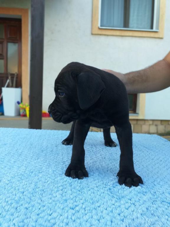 Cane-corso--crni-stenci--oba-pola-