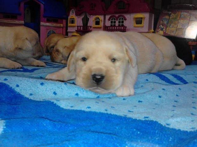 Labrador-Retriver---stenci-sampionskog-porekl