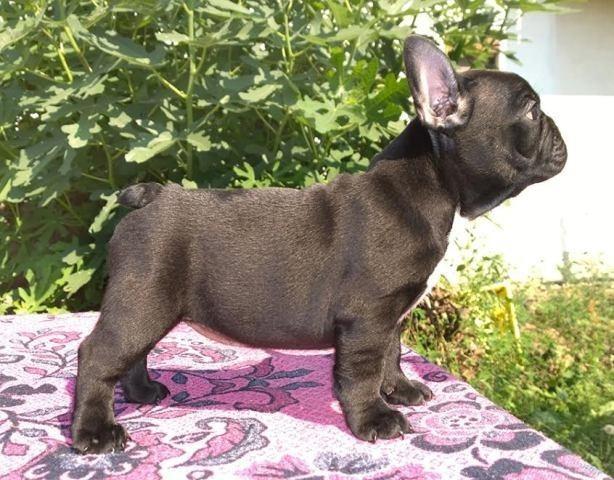 Francuski-Buldog-
